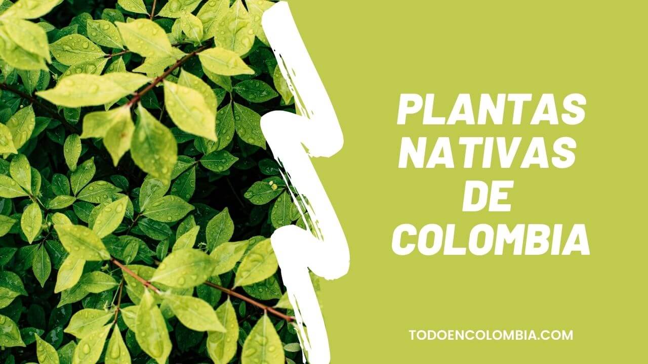 nombres de plantas autóctonas